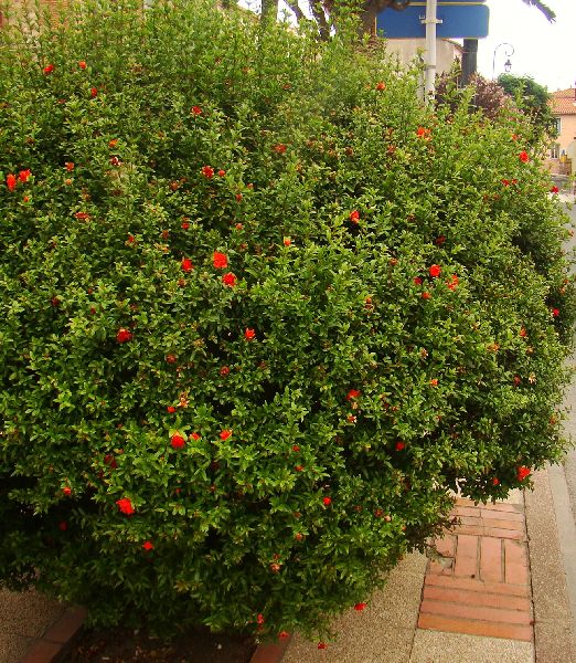 Punica granatum nana Chico AKCIO